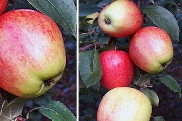 apple tree arkadik