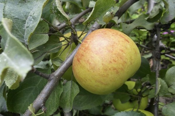 cinnamon striped apple tree description