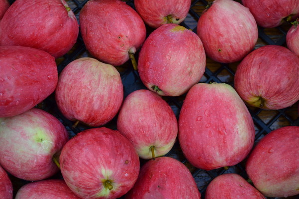 cinnamon striped apple tree photo