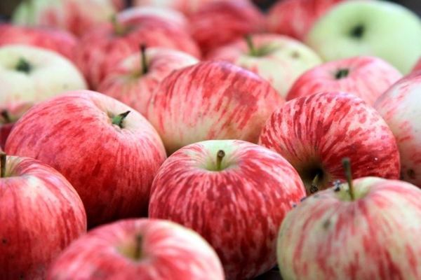 apple variety cinnamon striped