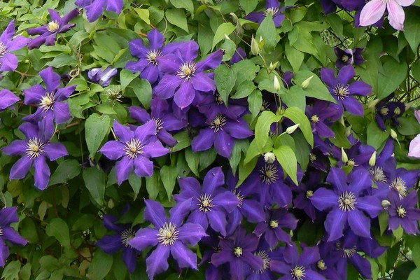 clematis planting care + in the urals