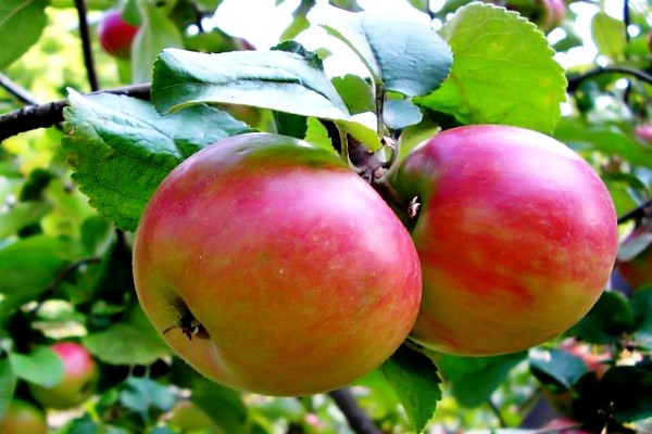 Zhigulevskoe apple tree description