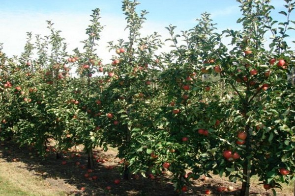 apple-tree Zhigulevskoe