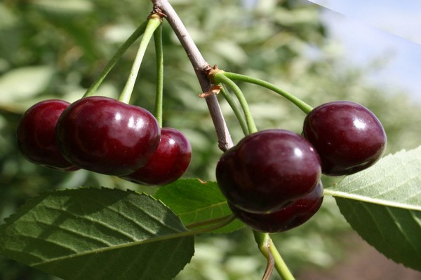 variétés de cerises