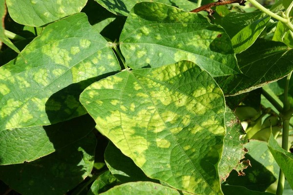 mga sakit ng clematis + at + kanilang paggamot