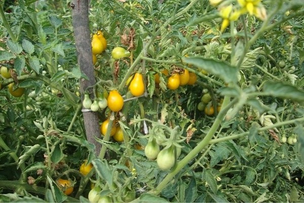 gelbe Tomaten + im Gewächshaus