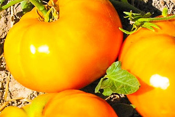 yellow tomatoes + in the greenhouse