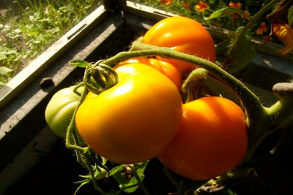 gelbe Tomaten + für den Winter