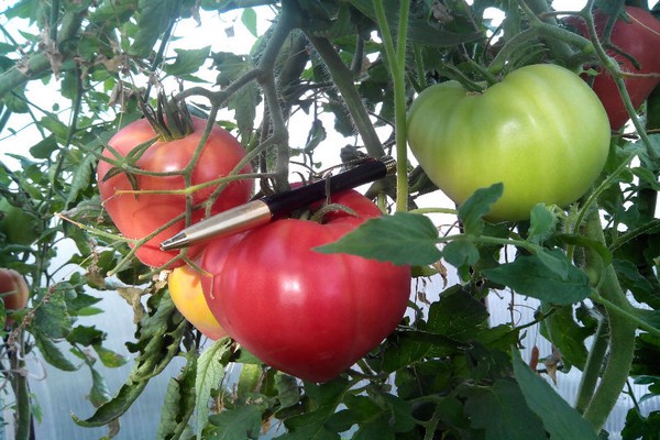 tomato abakan pink