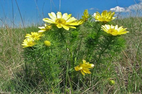 Spring adonis