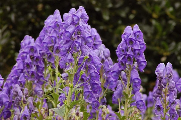 Aconitum Pflanzenfoto