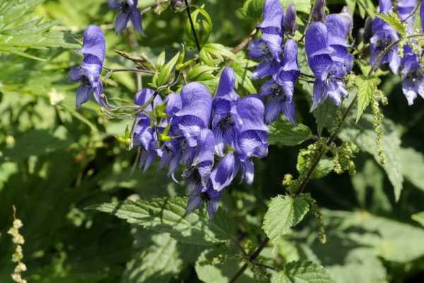 aconite flower