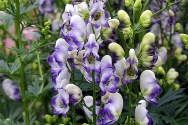 Tinktur aus Aconitum