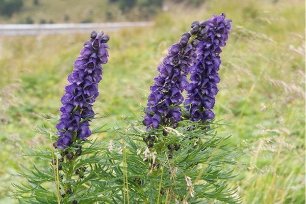 Tinktur aus Aconitum