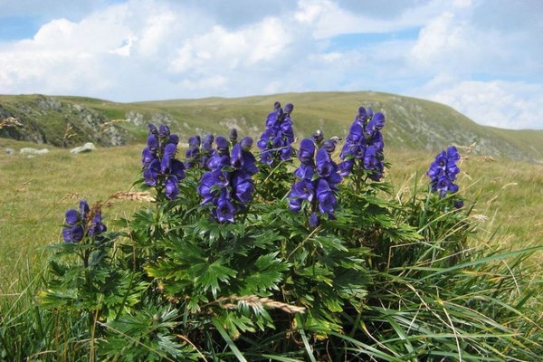 Aconitum Pflanze