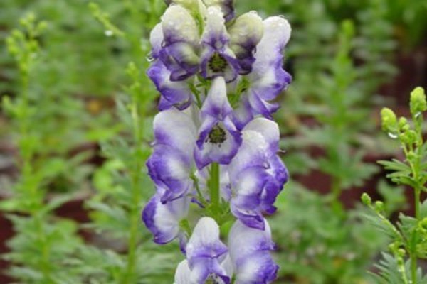 aconite plant