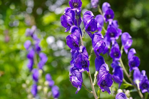 Tinktur aus Aconitum