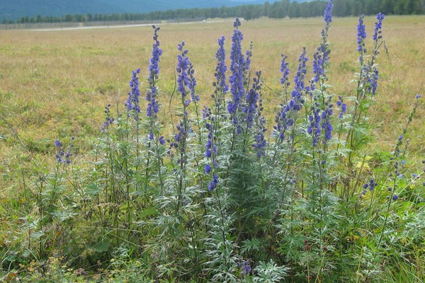 Tinktur aus Aconitum