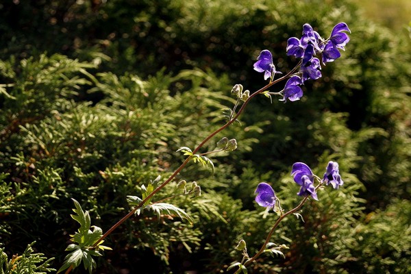 Tinktur aus Aconitum