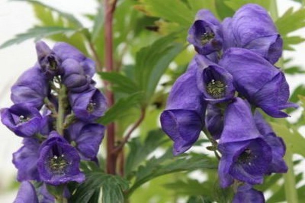 Aconitum Foto