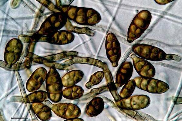 Alternaria treatment