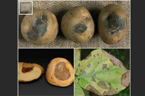 Alternaria potato: photo