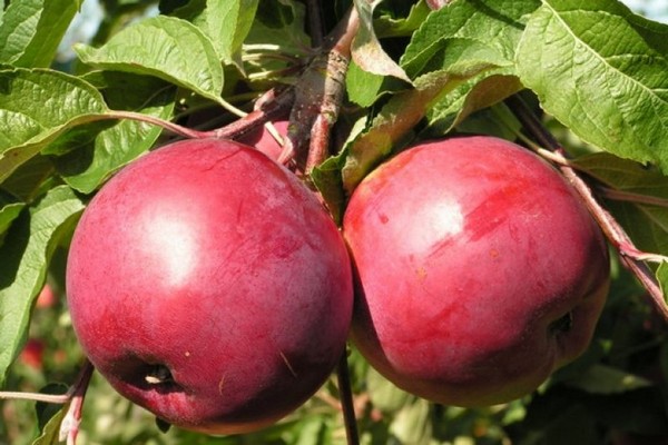 variété de pomme antey