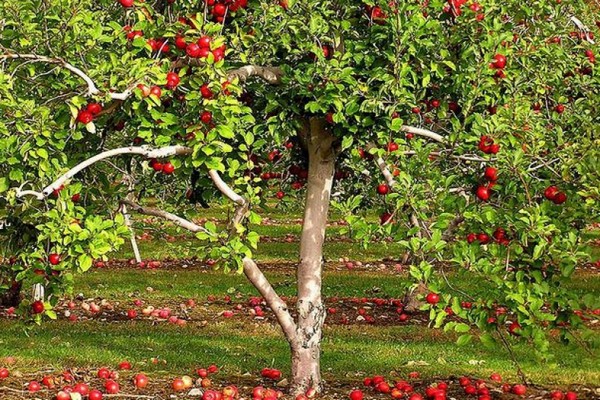 paglalarawan ng antaeus apple tree