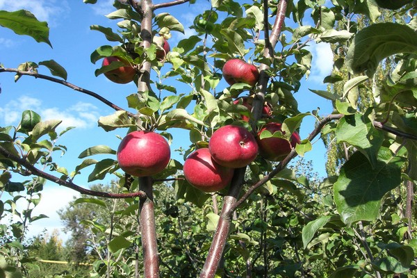 description du pommier antaeus