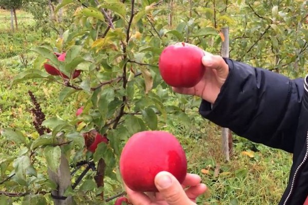 variété de pomme antey