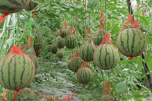 lumalagong mga pakwan + sa isang greenhouse