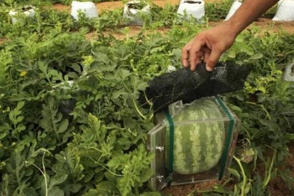 growing watermelons + in the open field