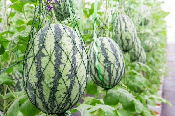 growing watermelons + in the open field