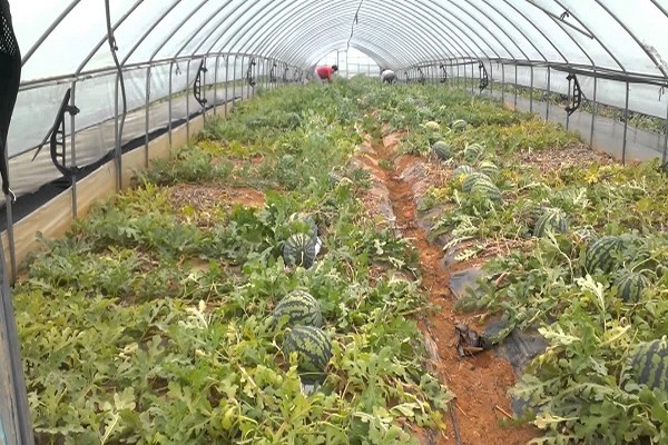 growing watermelons