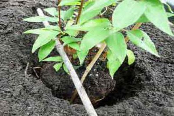 paglalarawan ng clematis paglubog ng araw