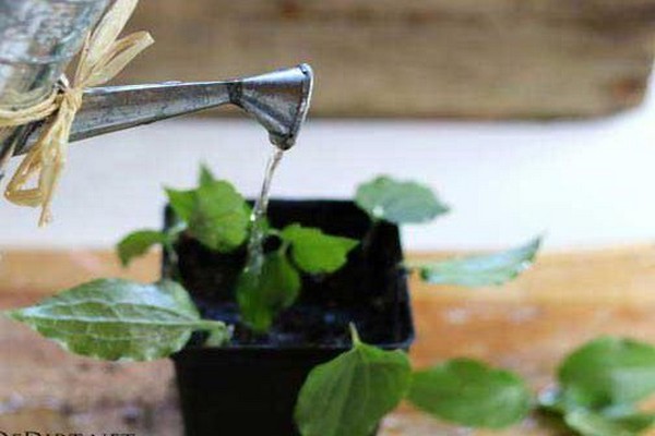 seedling of clematis + in open ground