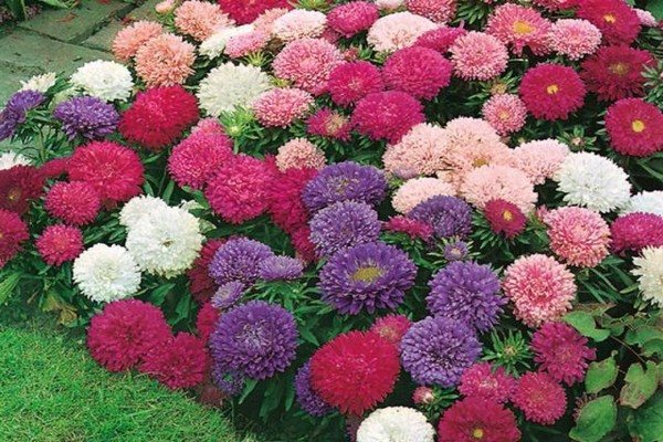 alpine aster landing