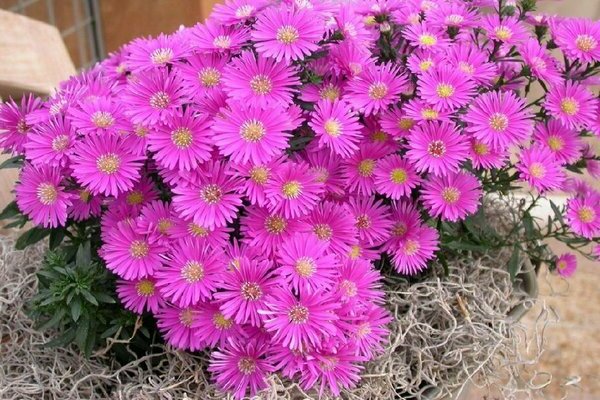 Larawan ng aster shrub