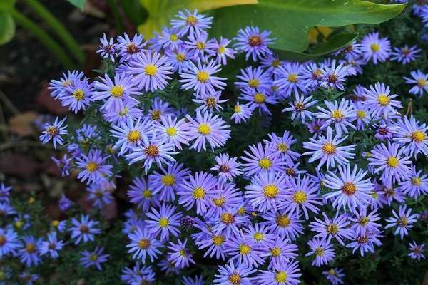 Aster shrub photo