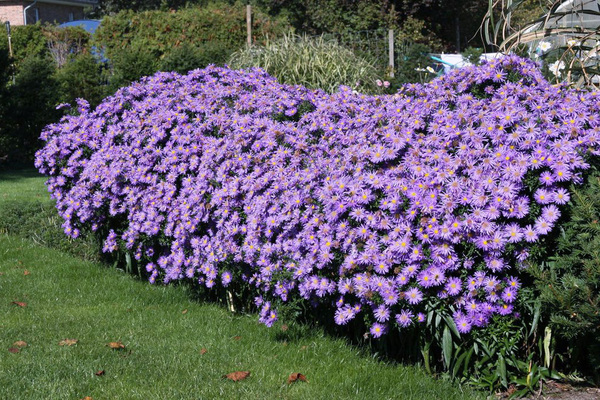 Shrub aster: planting, care