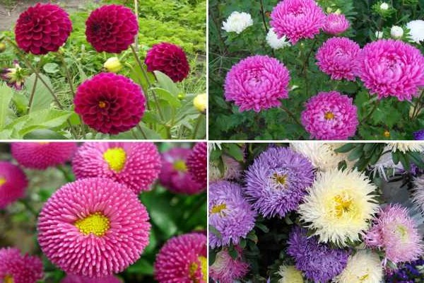 asters perennial varieties photo