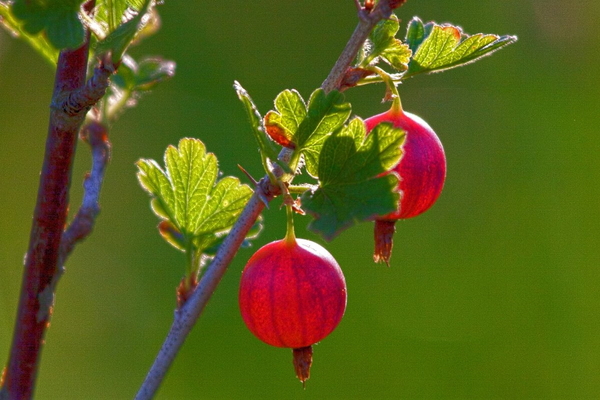 gooseberry jubilee