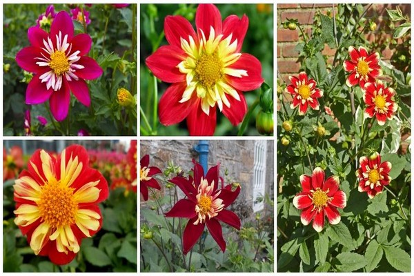 dahlia variety name