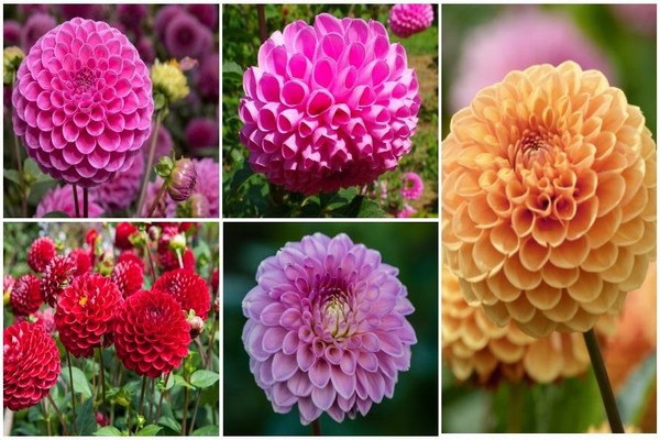 variétés de dahlias