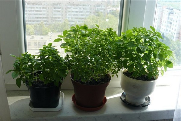 basil on the windowsill