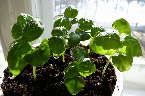 basil + growing on the windowsill