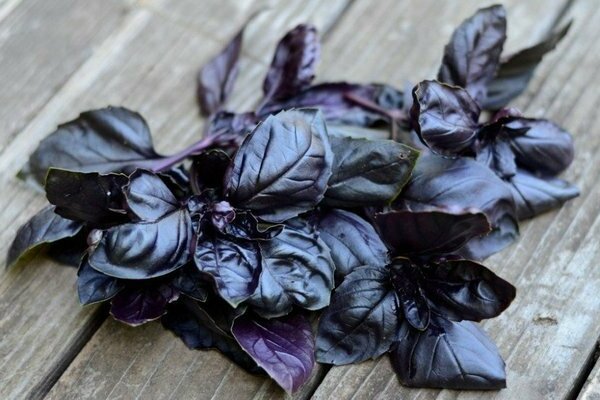 Basil purple