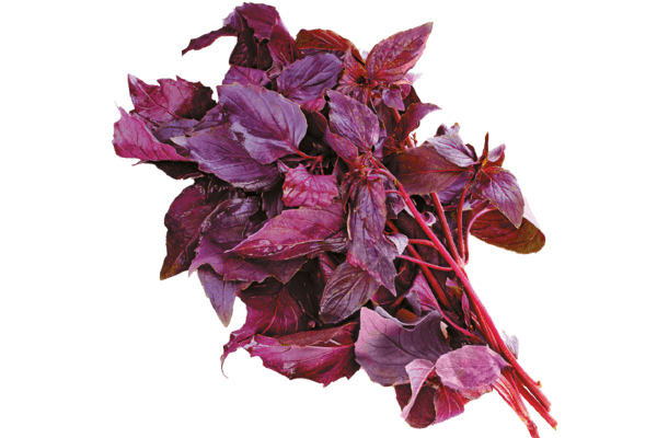 Varieties and properties of purple basil