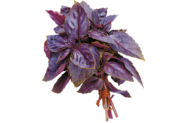 Varieties and properties of purple basil