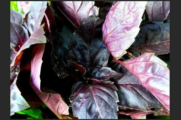 Varieties and properties of purple basil